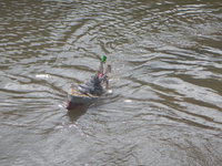 DSCN4333.JPG