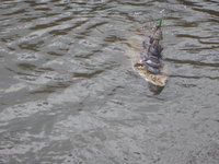 DSCN4334.JPG