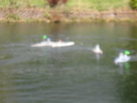 IMG_0258.JPG