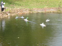 IMG_0242.JPG