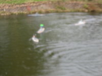 IMG_0232.JPG