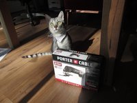 Porter Cat.jpg