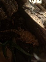 B2675E48-DED0-4565-9B93-C9E7F29359D1.jpeg
