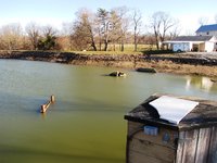Pond 5.JPG