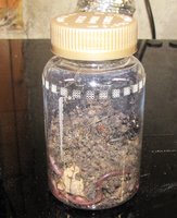 worm  1.JPG