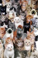 cats.jpg