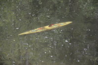 wcc-june-3-2012-021.jpg
