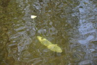 wcc-may-1-2011-152.jpg