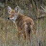 coyote