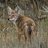coyote